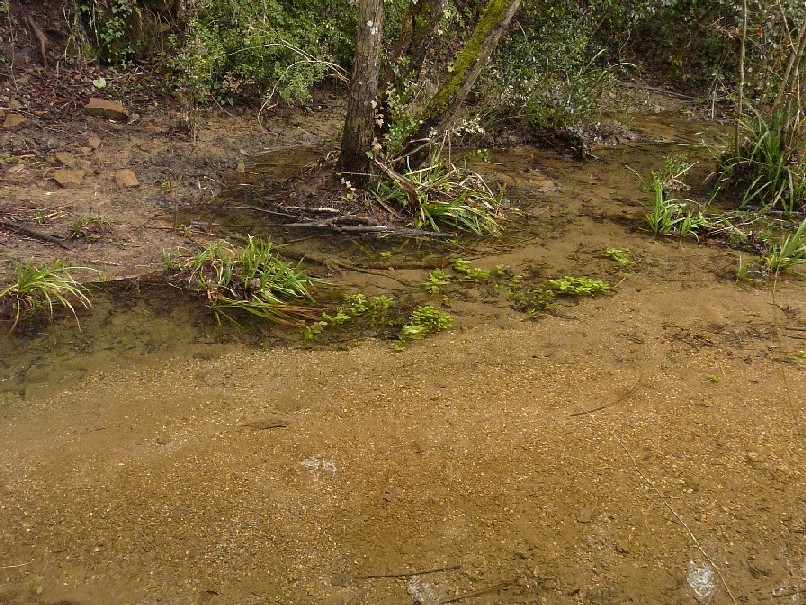 Salamandrine di Maremma
